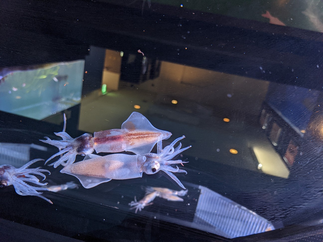 f:id:ranchou:20251221200752j:image