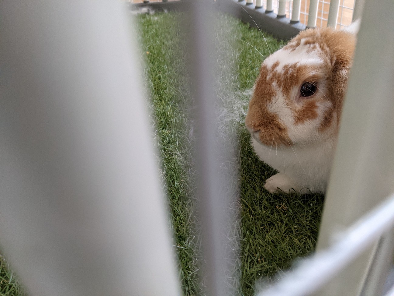 f:id:ranchou:20260107185419j:image f:id:ranchou:20260107185419j:image