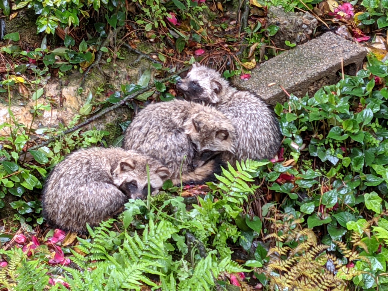 f:id:ranchou:20260110052217j:image