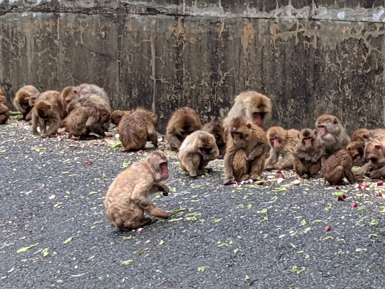 f:id:ranchou:20260110052840j:image