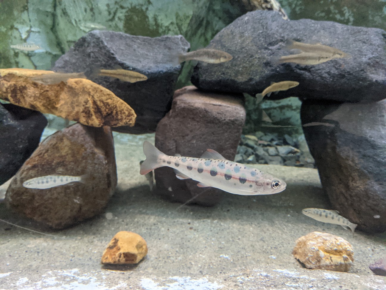 f:id:ranchou:20260110054248j:image