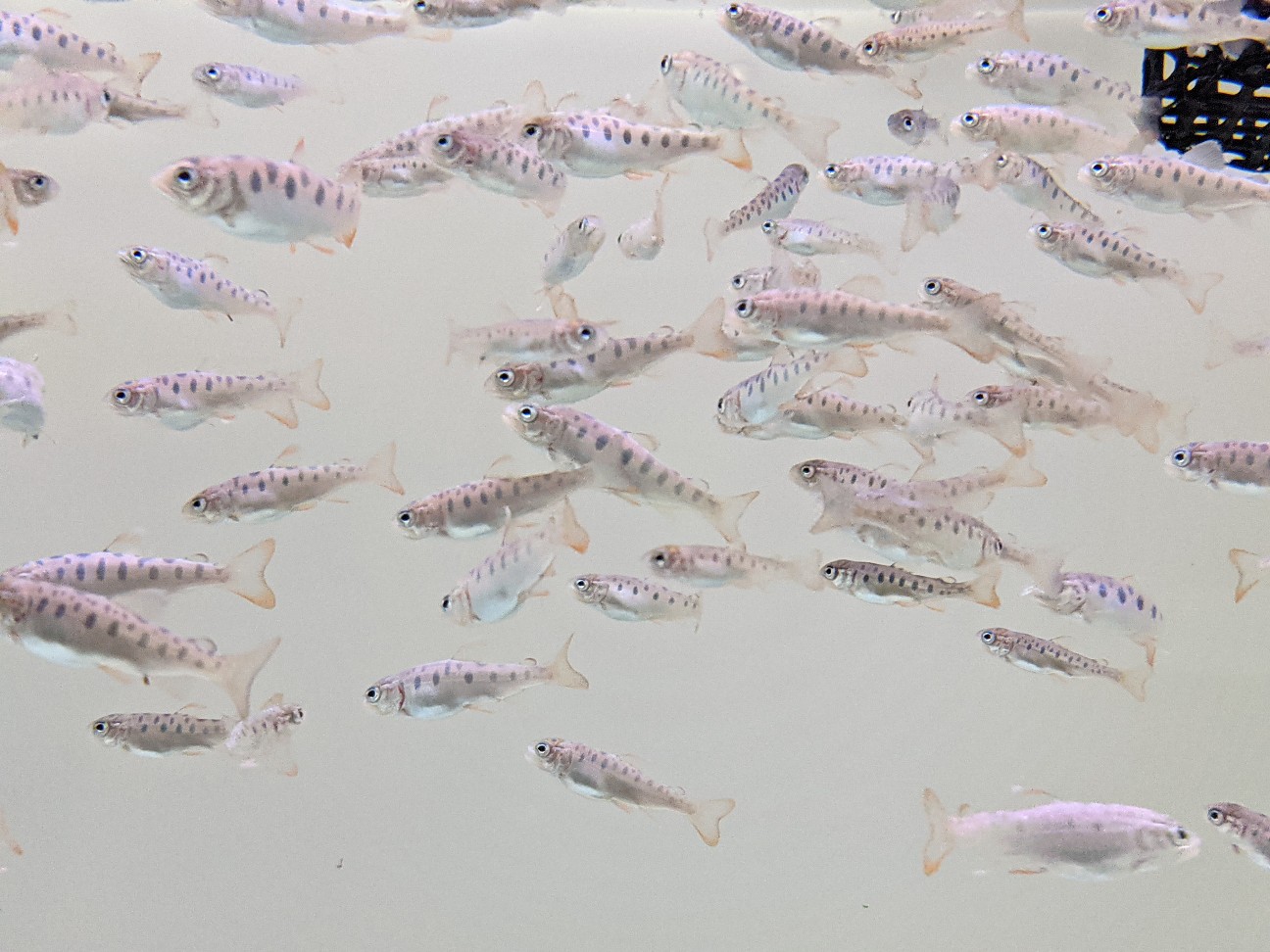 f:id:ranchou:20260110054347j:image