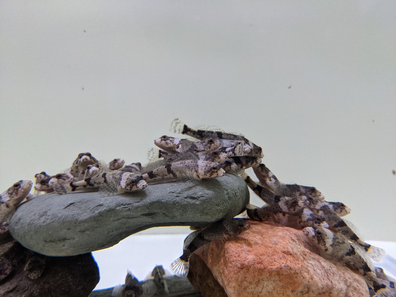 f:id:ranchou:20260110054401j:image