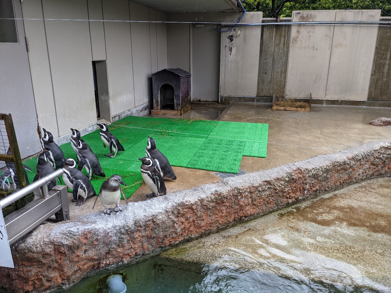 f:id:ranchou:20260110054423j:image