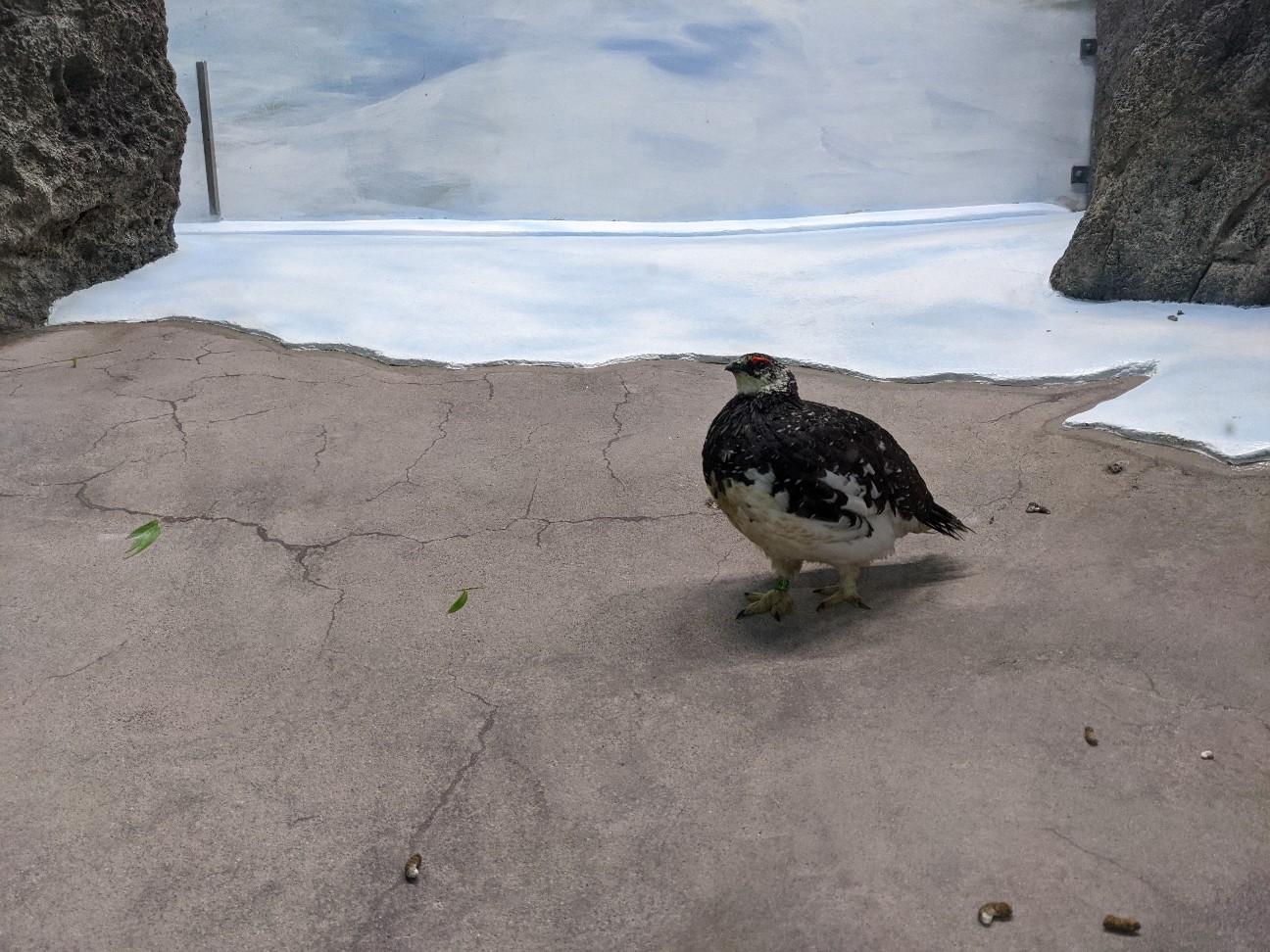 f:id:ranchou:20260110054705j:image