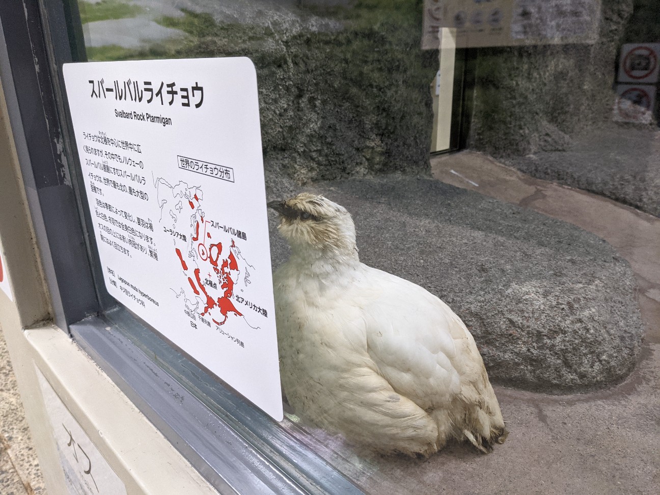 f:id:ranchou:20260110054714j:image