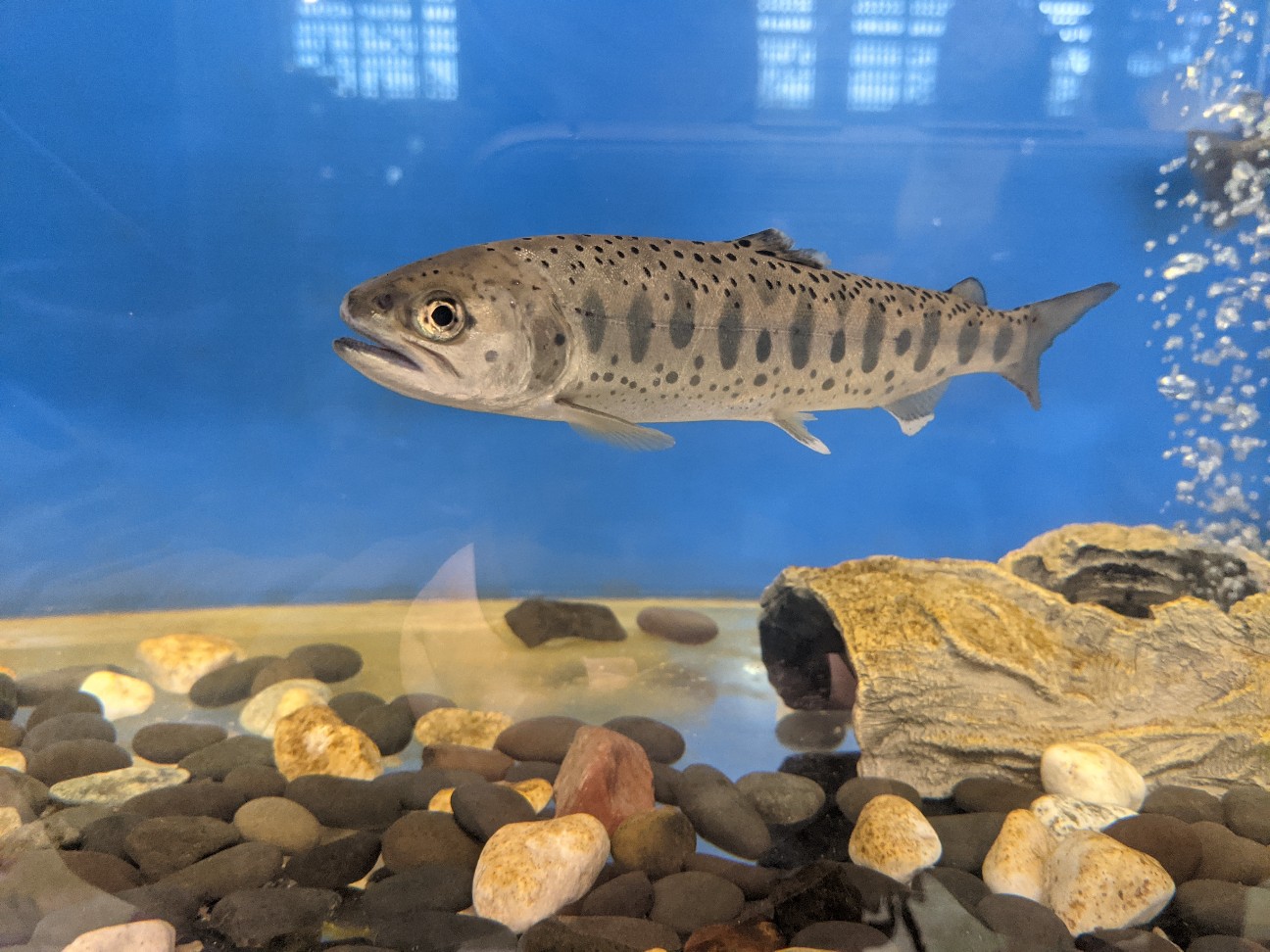 f:id:ranchou:20260110055324j:image