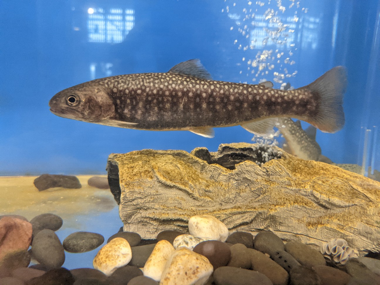 f:id:ranchou:20260110055332j:image