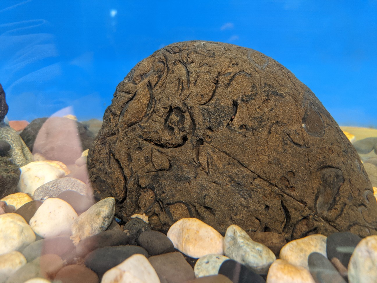 f:id:ranchou:20260110055353j:image