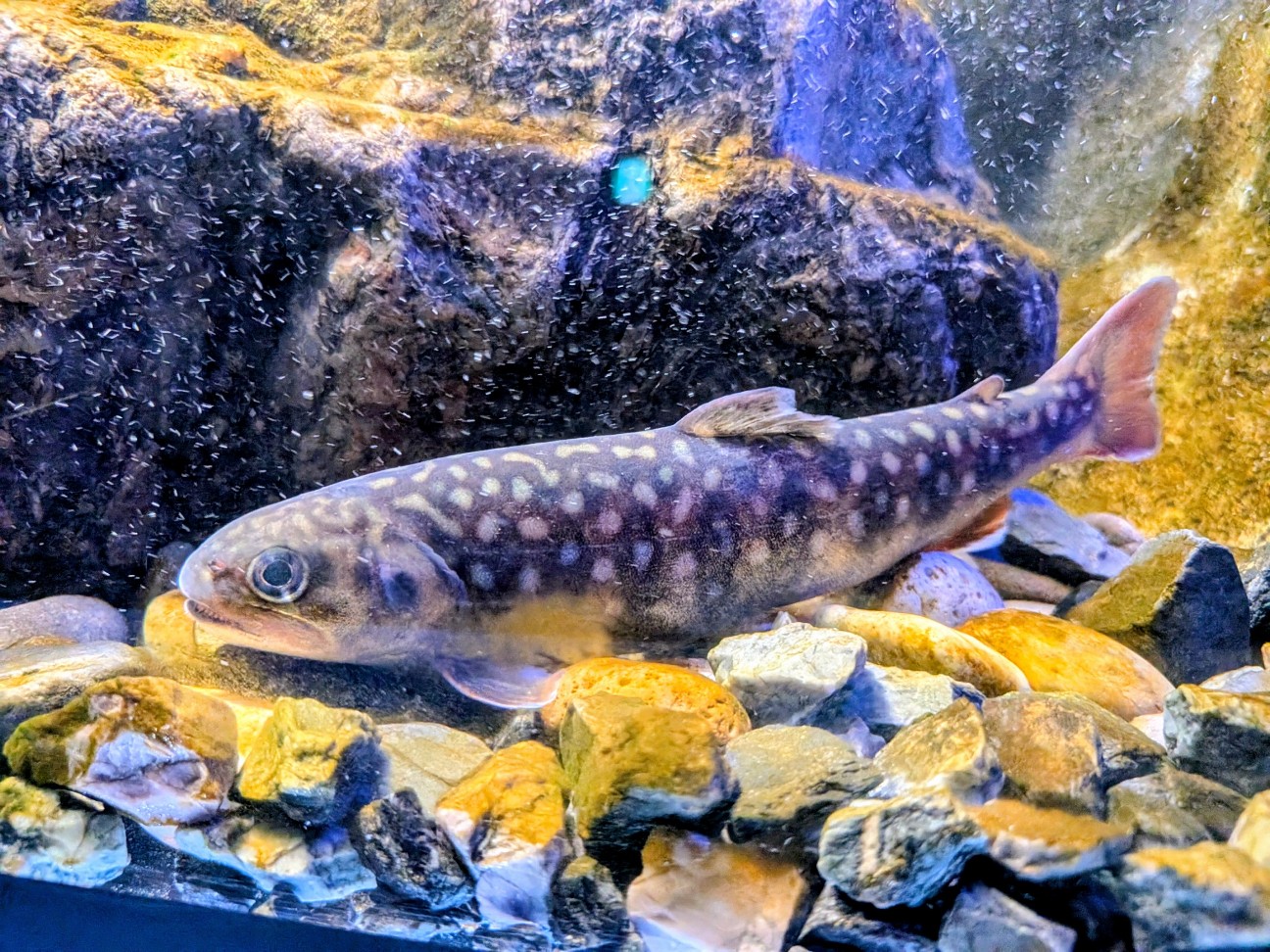 f:id:ranchou:20260110175853j:image f:id:ranchou:20260110175853j:image