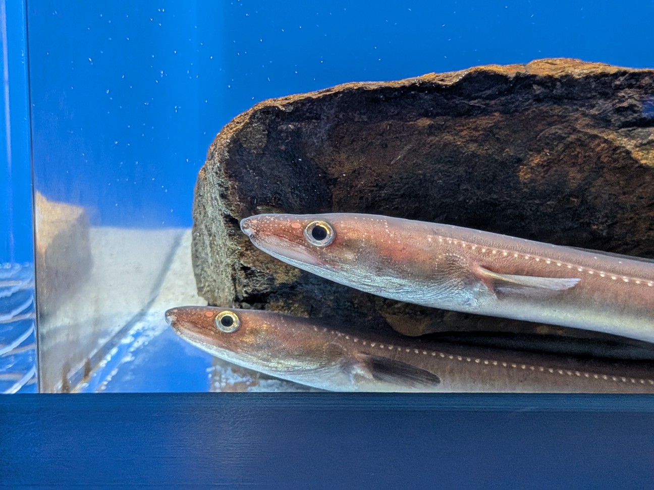 f:id:ranchou:20260110183502j:image f:id:ranchou:20260110183502j:image