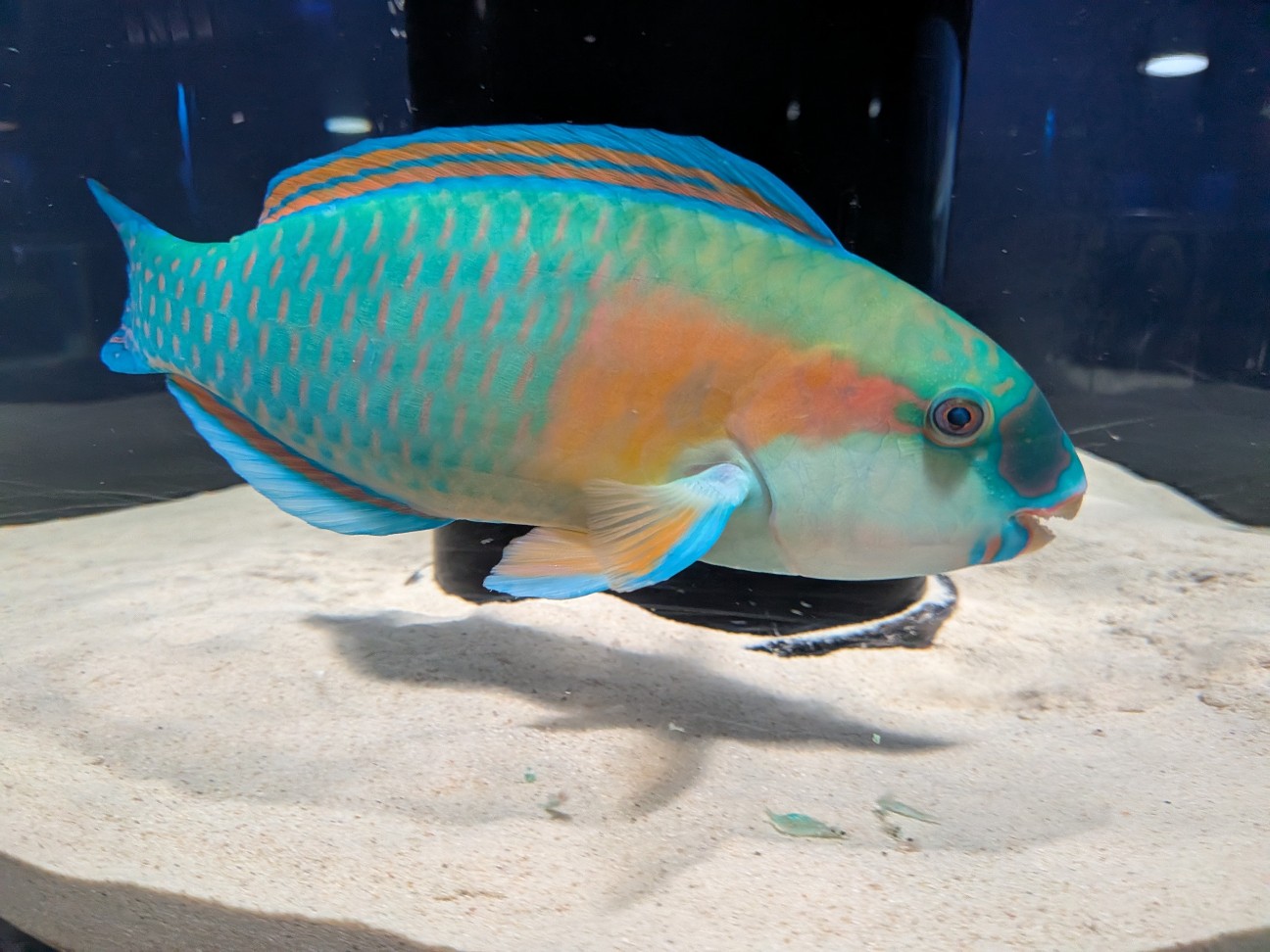 f:id:ranchou:20260110184031j:image f:id:ranchou:20260110184031j:image