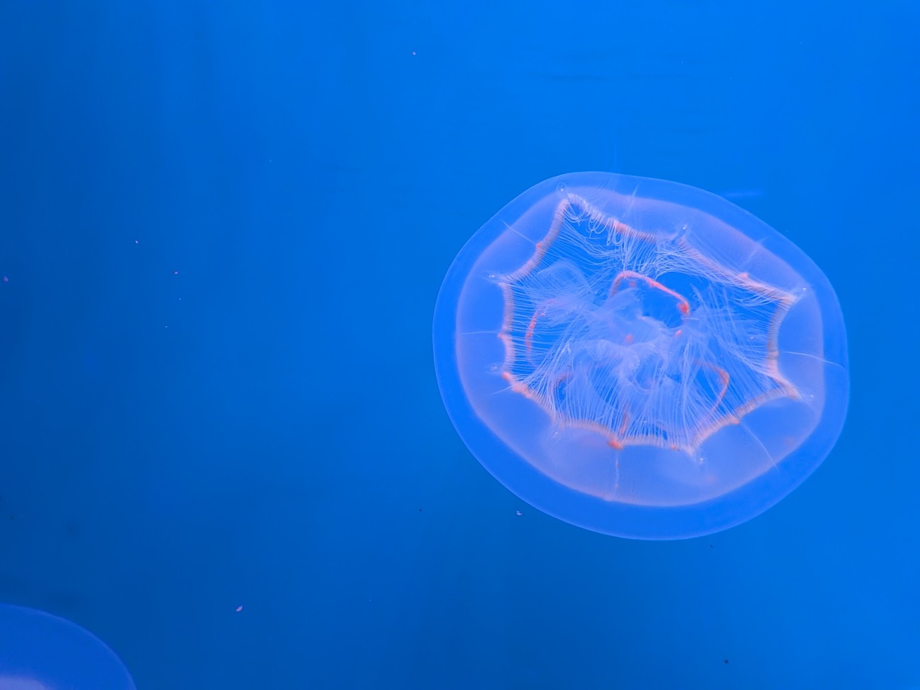 f:id:ranchou:20260110184120j:image f:id:ranchou:20260110184120j:image