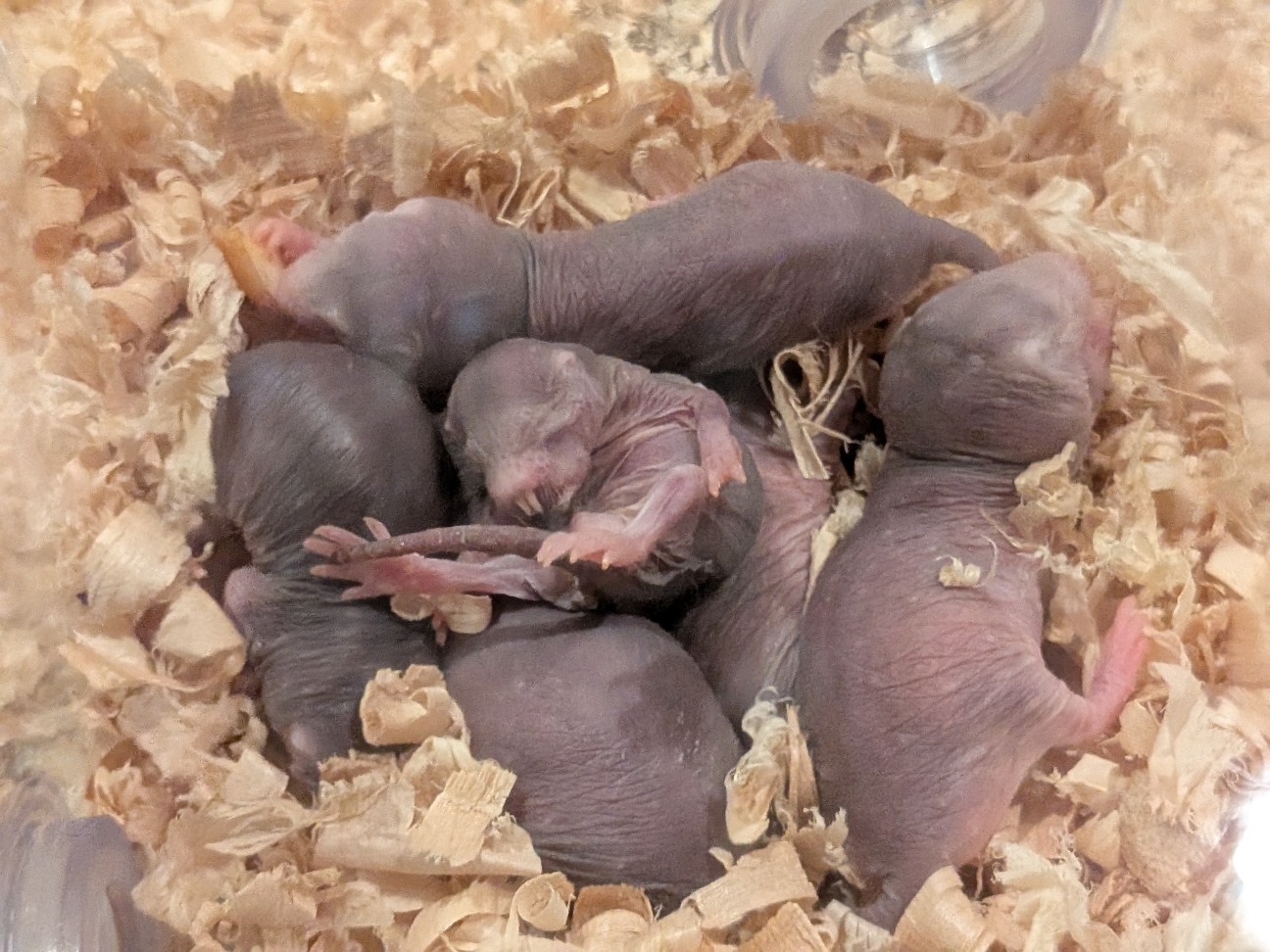 f:id:ranchou:20260110184201j:image f:id:ranchou:20260110184201j:image