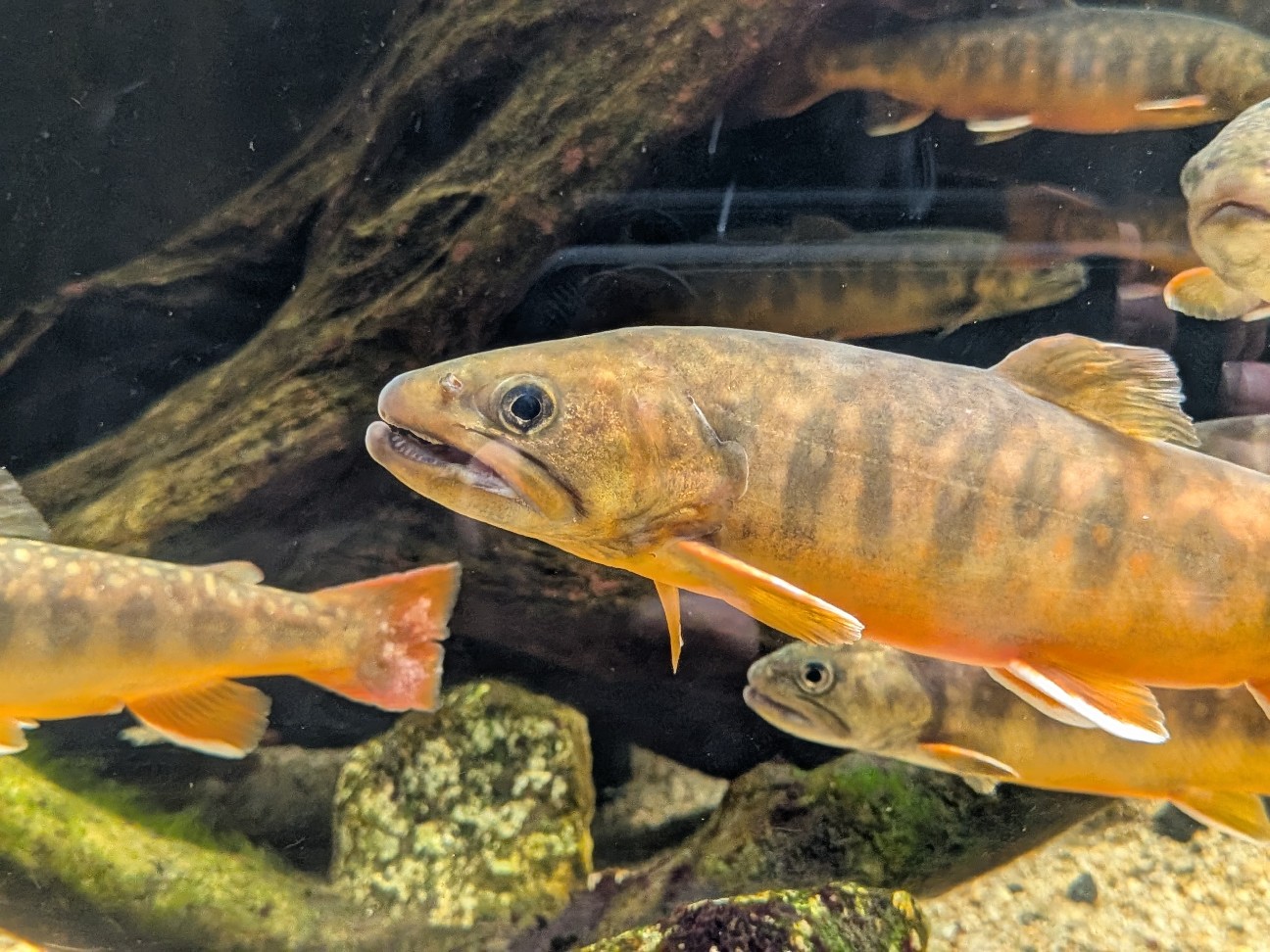 f:id:ranchou:20260111111834j:image f:id:ranchou:20260111111834j:image