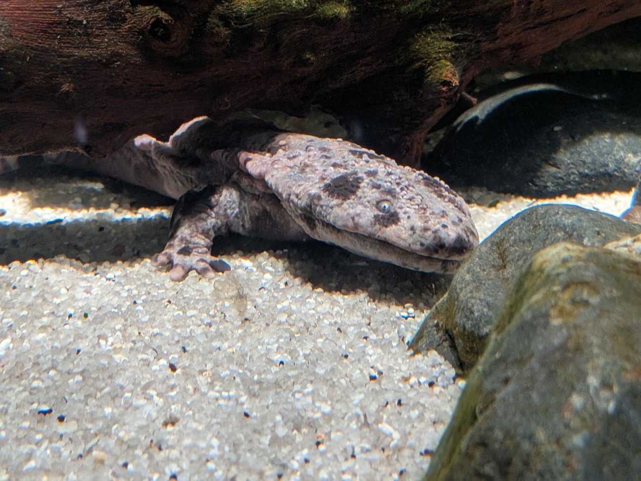 f:id:ranchou:20260111111846j:image f:id:ranchou:20260111111846j:image