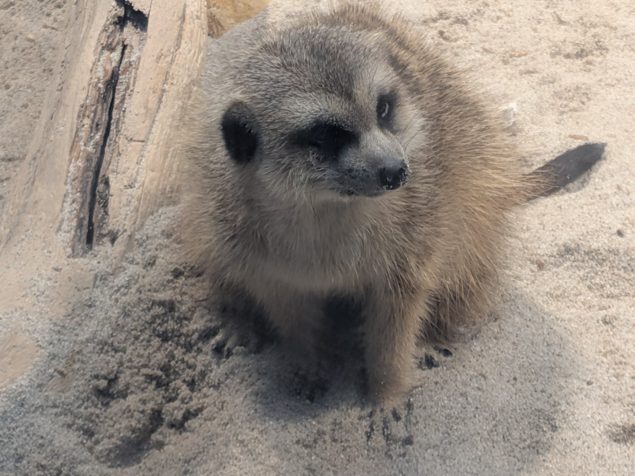 f:id:ranchou:20260111111938j:image f:id:ranchou:20260111111938j:image