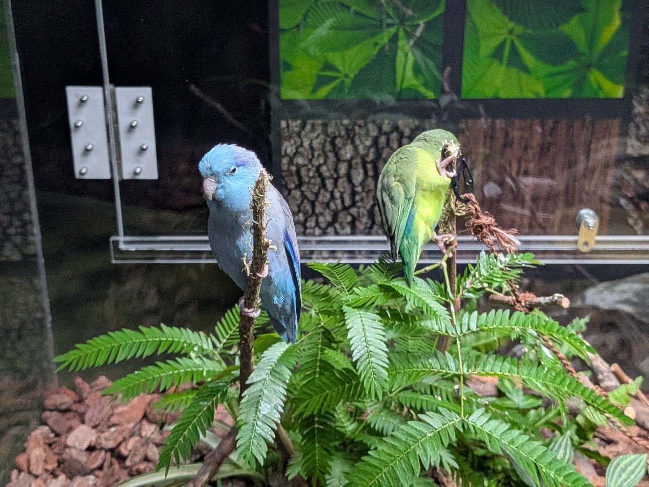 f:id:ranchou:20260111111953j:image f:id:ranchou:20260111111953j:image