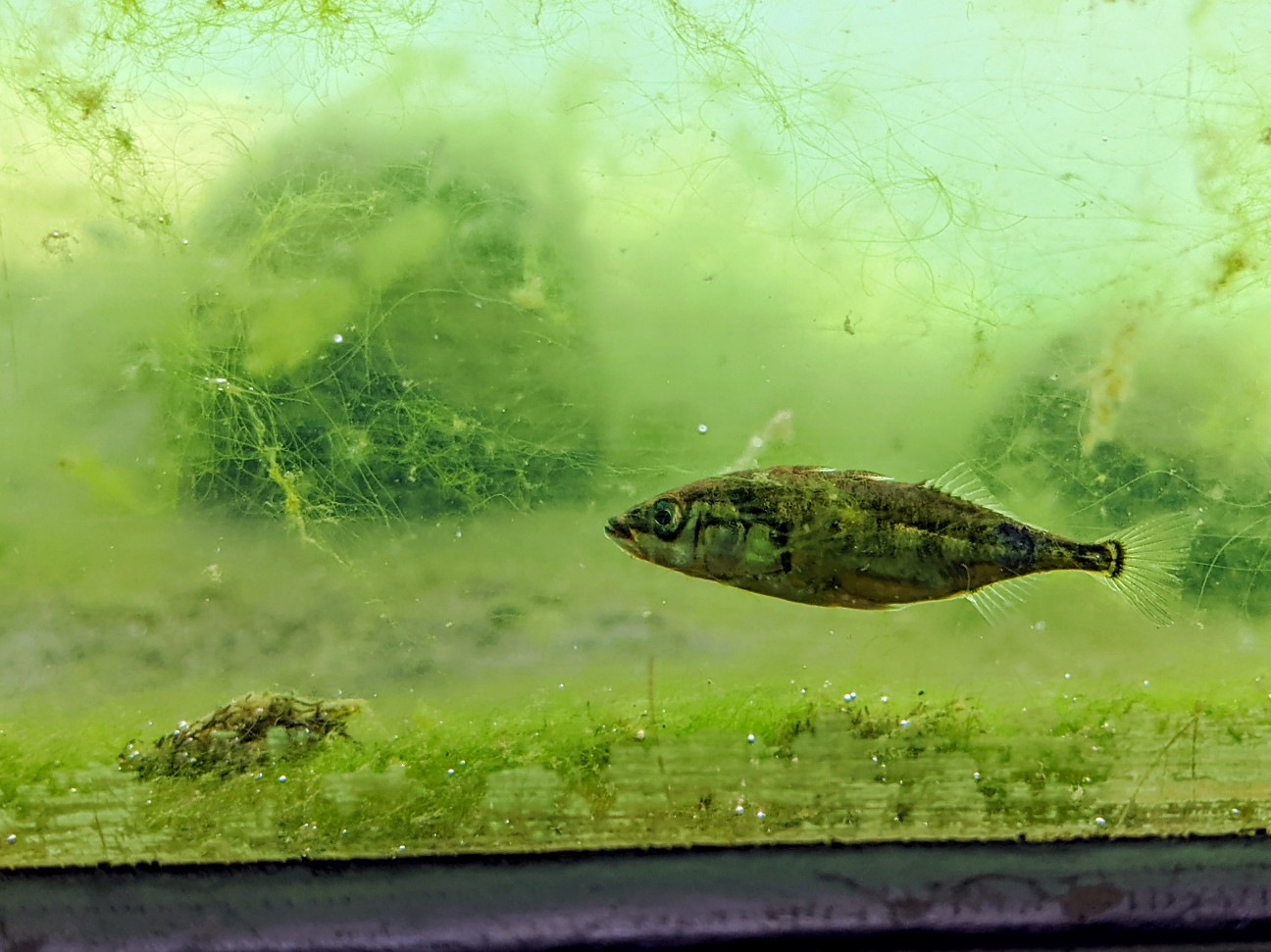 f:id:ranchou:20260111161505j:image