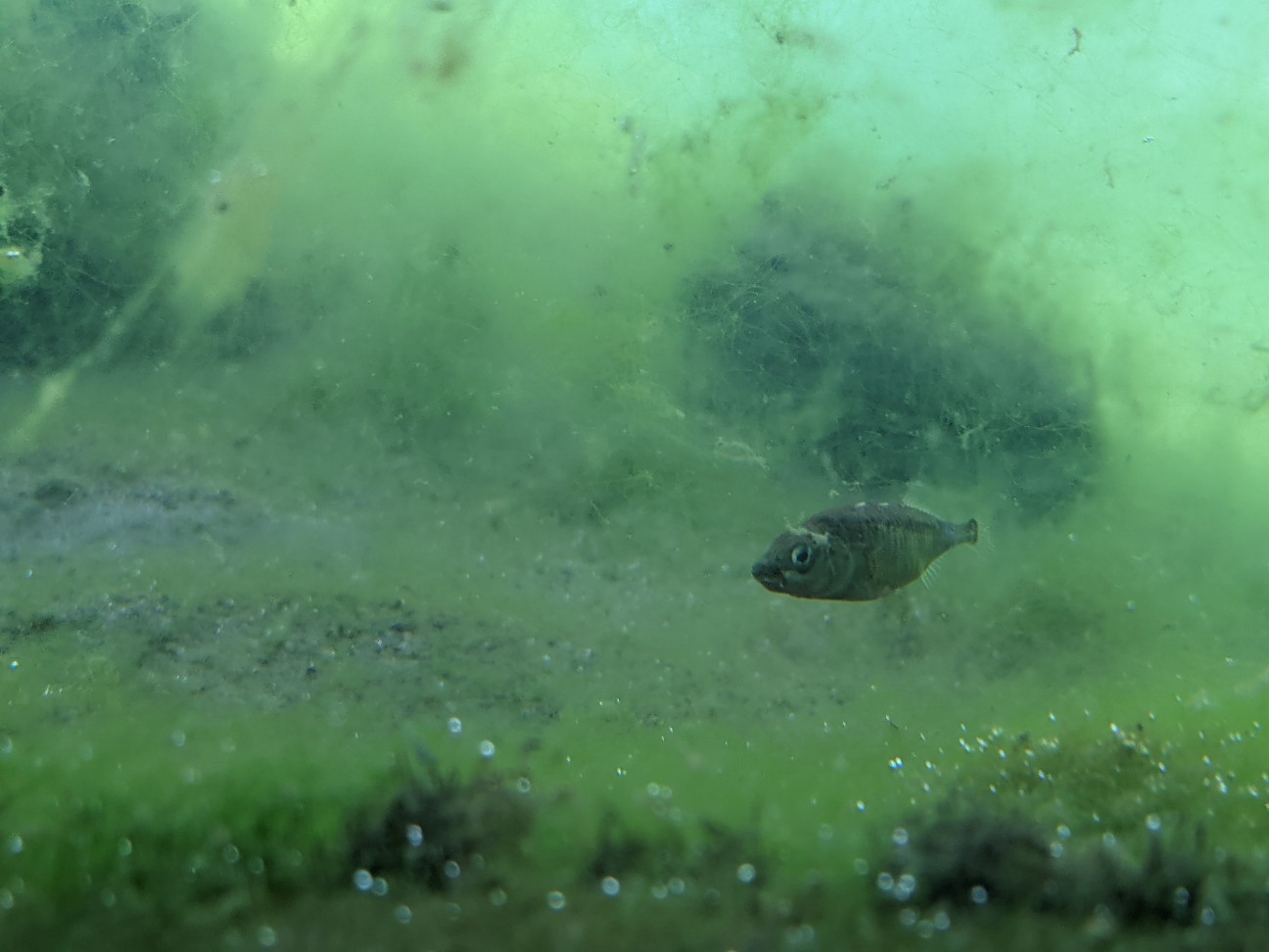 f:id:ranchou:20260111162037j:image