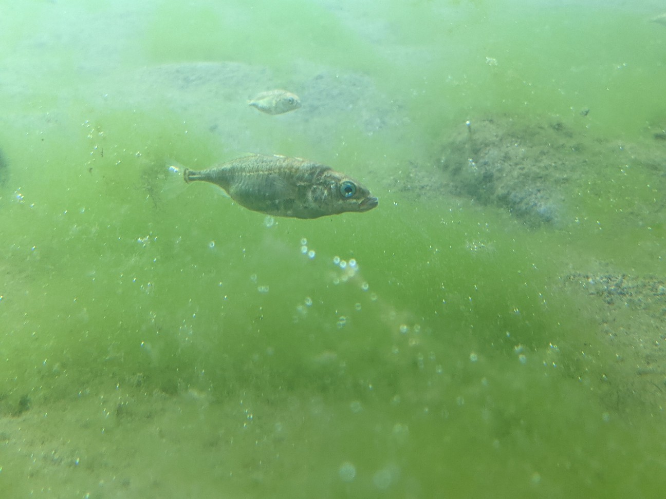 f:id:ranchou:20260111162048j:image