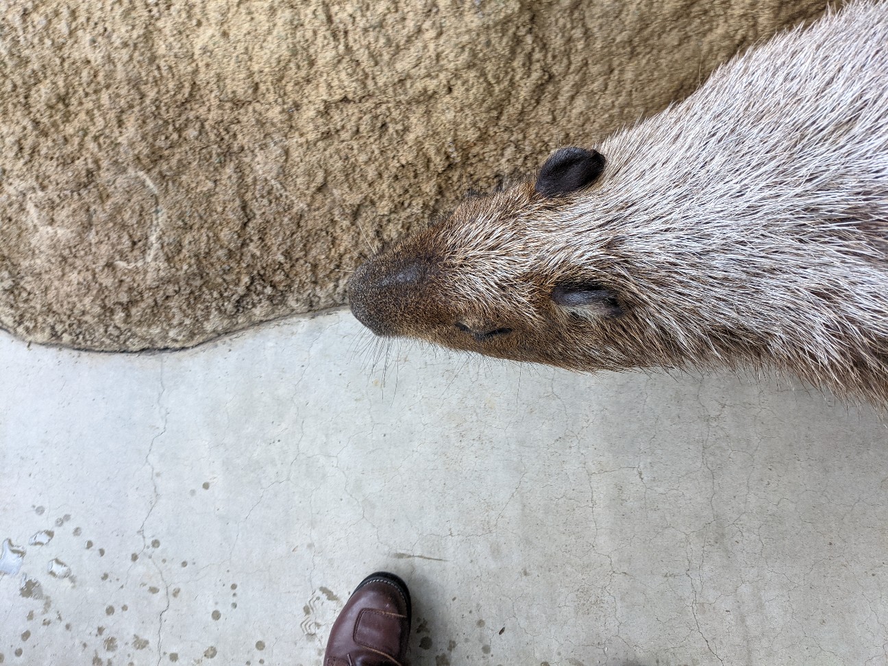 f:id:ranchou:20260111162937j:image