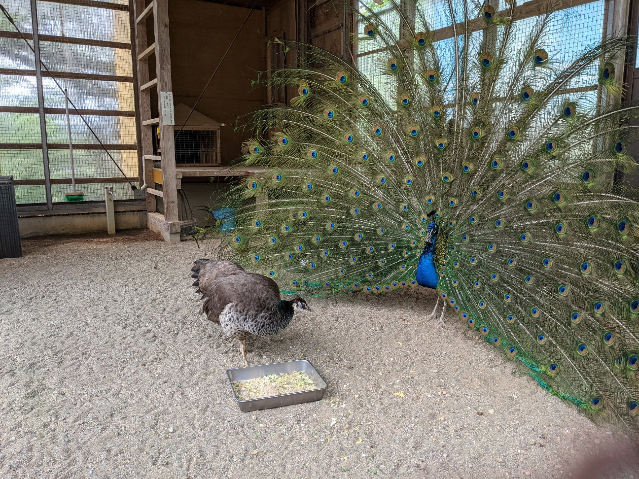 f:id:ranchou:20260111163037j:image