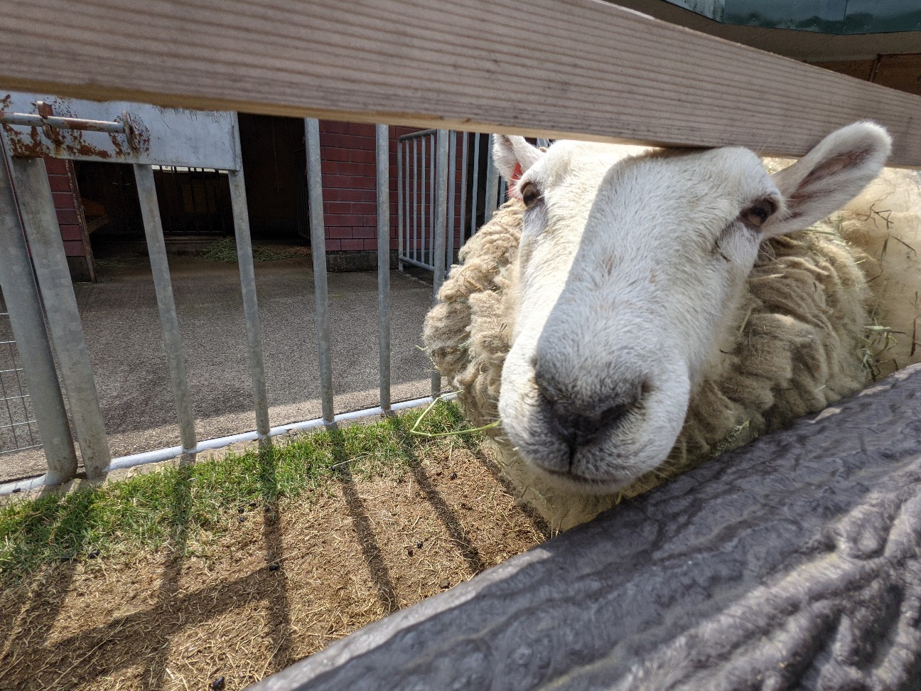 f:id:ranchou:20260111163100j:image