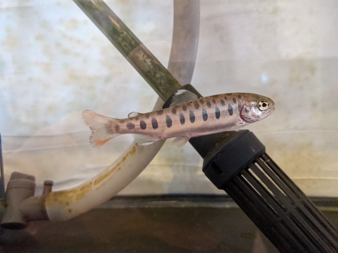 f:id:ranchou:20260111172013j:image