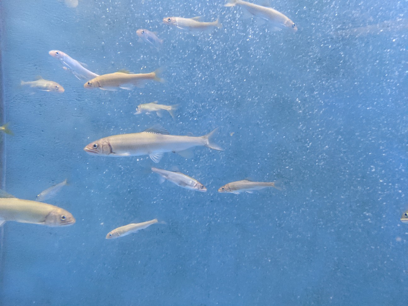 f:id:ranchou:20260111172118j:image