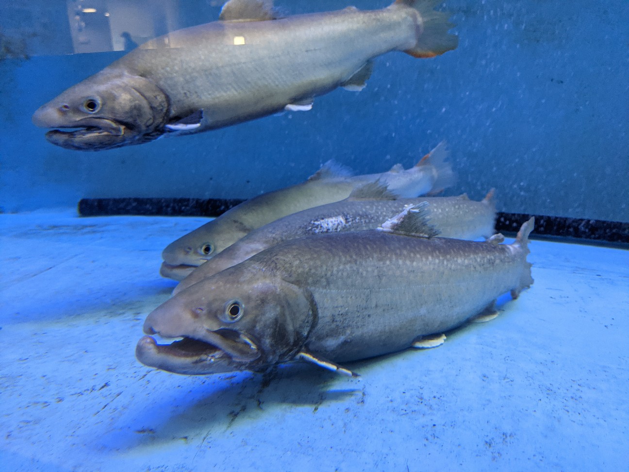 f:id:ranchou:20260111172126j:image