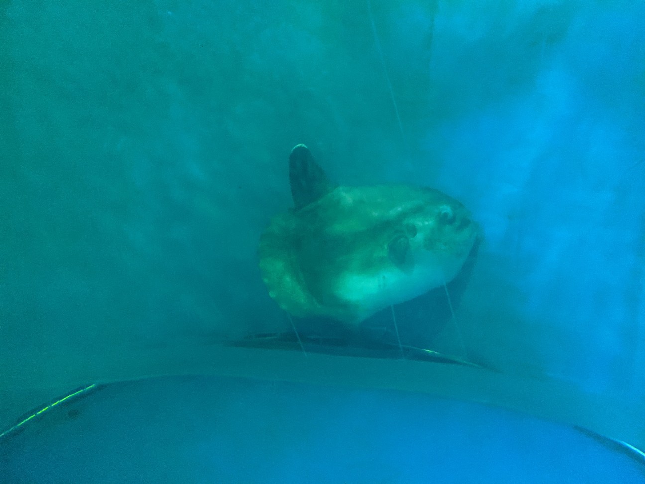 f:id:ranchou:20260119204205j:image