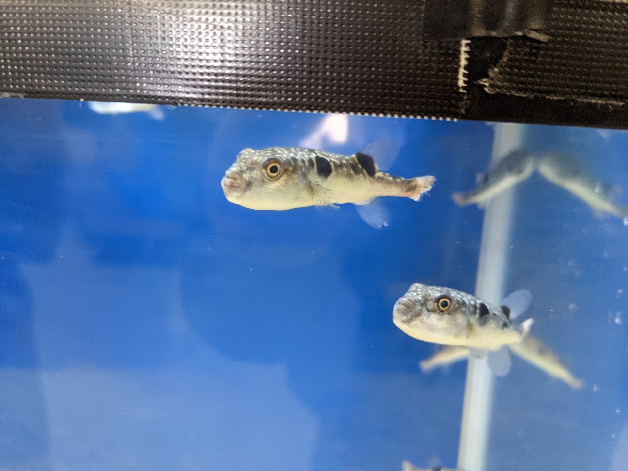 f:id:ranchou:20260119204249j:image