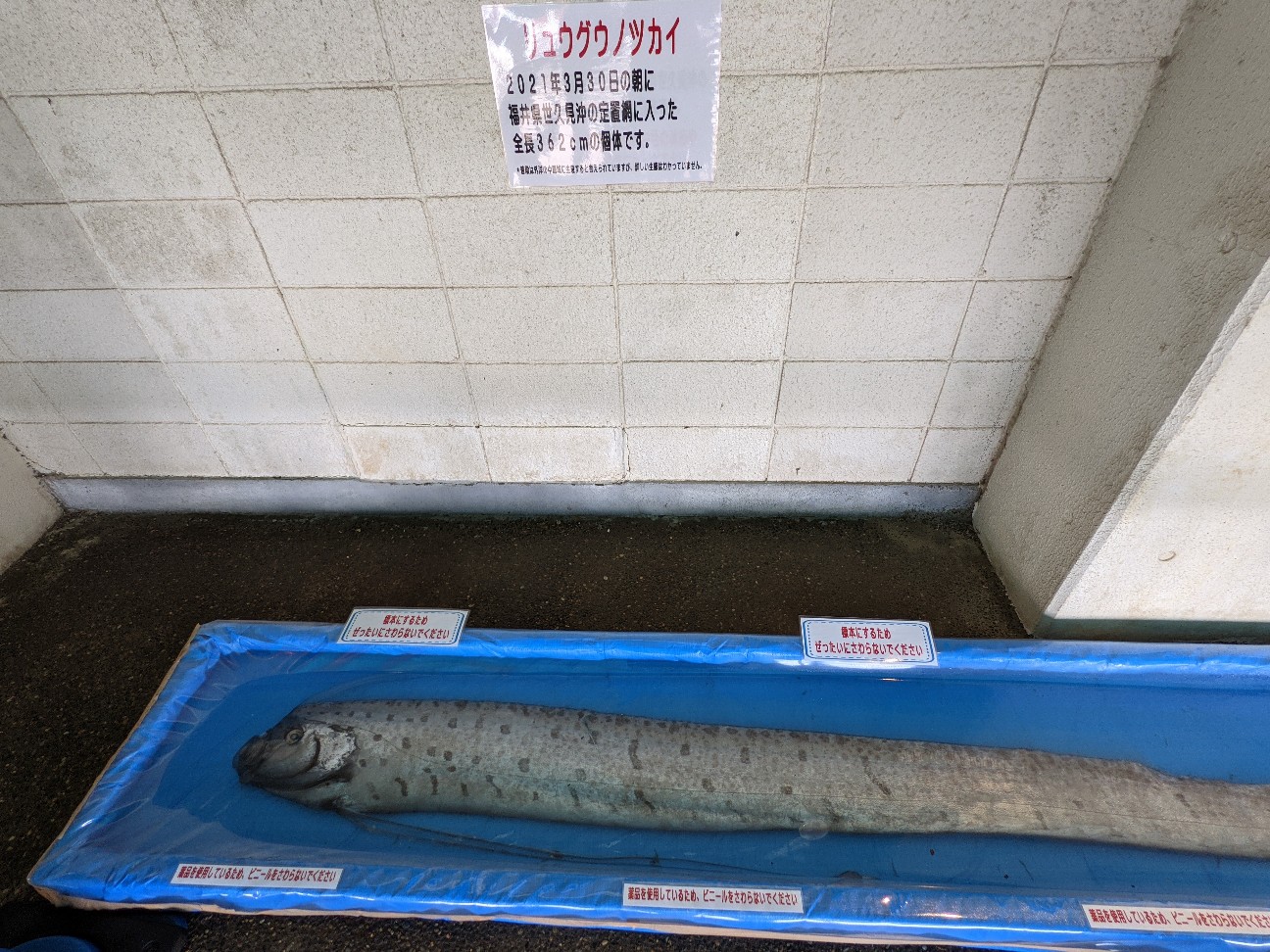 f:id:ranchou:20260119204304j:image