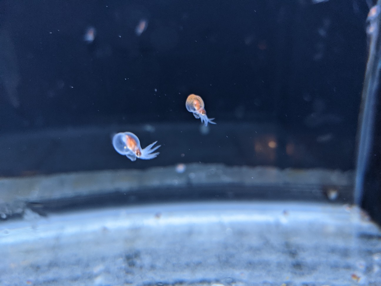 f:id:ranchou:20260119204340j:image