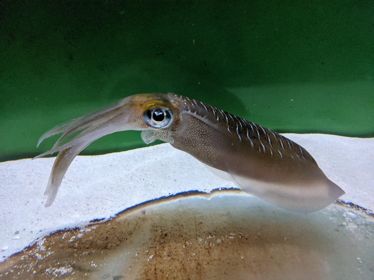 f:id:ranchou:20260119204357j:image