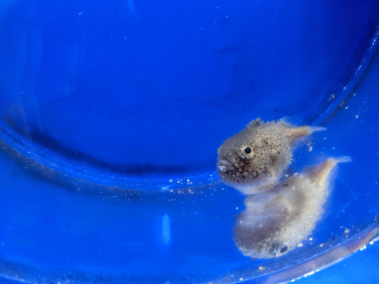 f:id:ranchou:20260119204445j:image