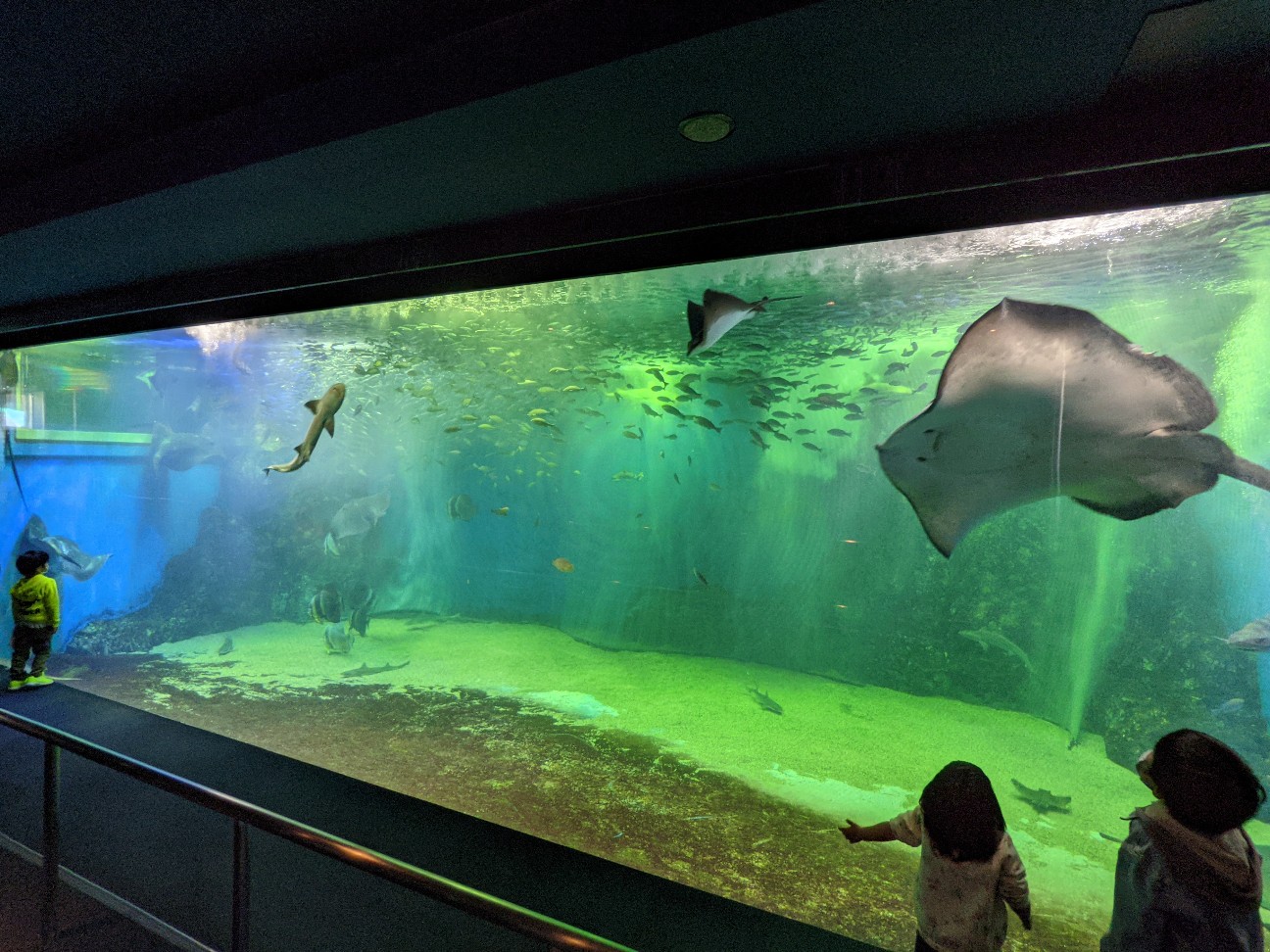 f:id:ranchou:20260119204538j:image