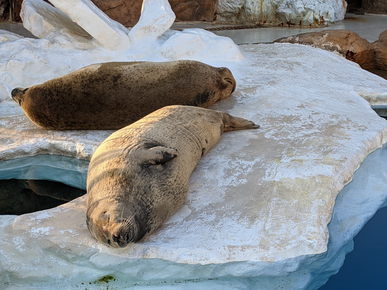 f:id:ranchou:20260119204548j:image