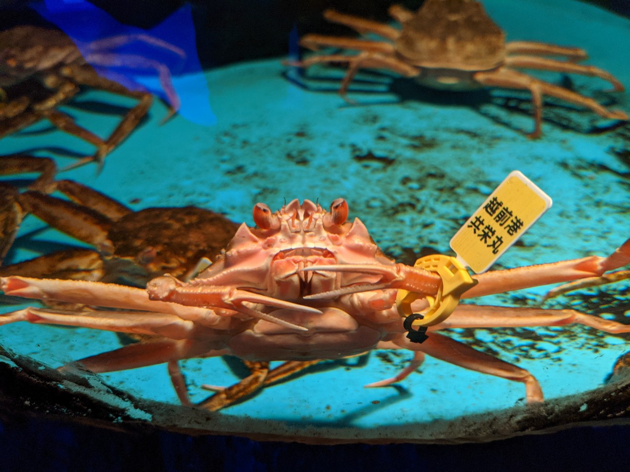 f:id:ranchou:20260120184625j:image