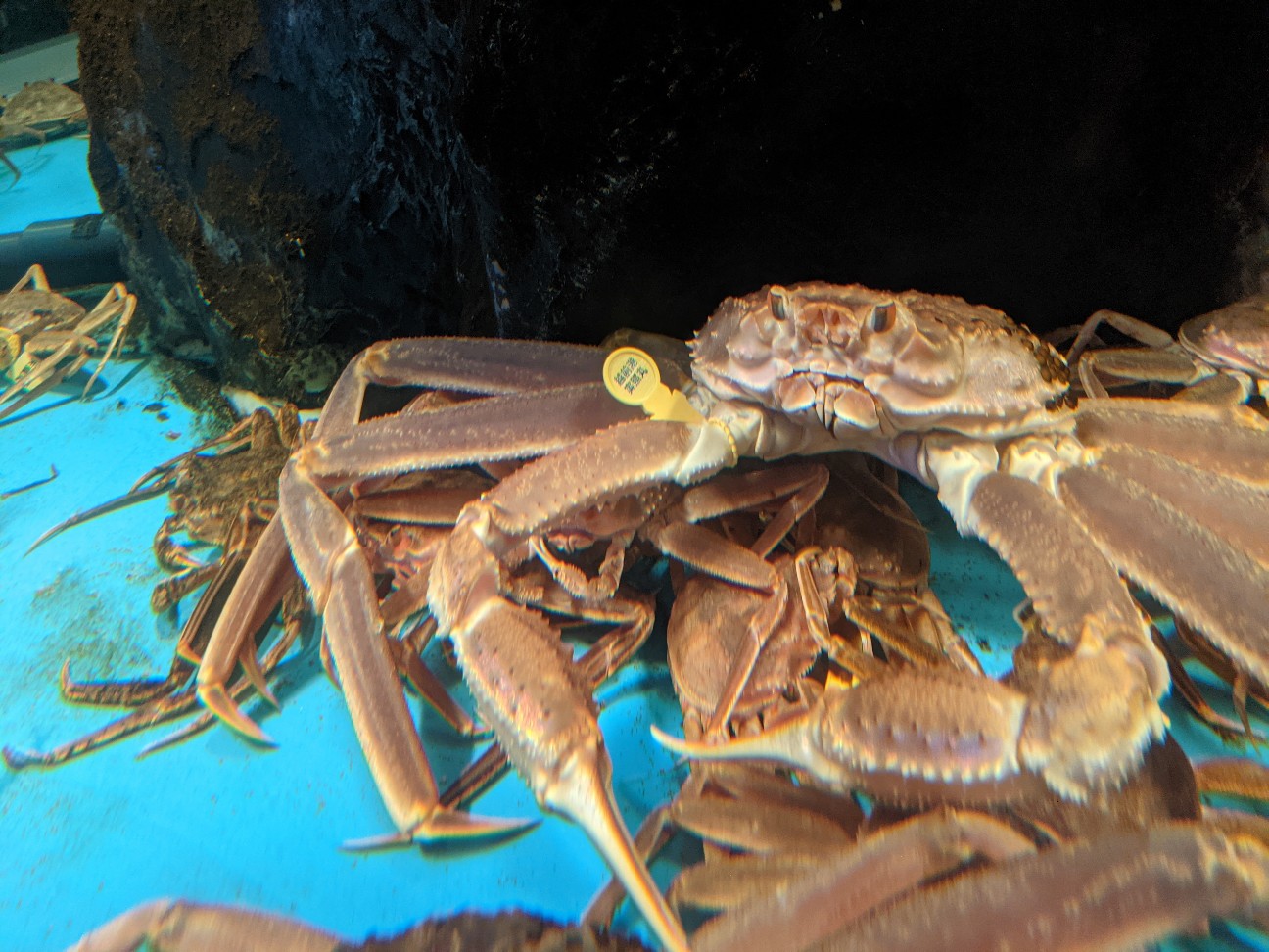 f:id:ranchou:20260120184950j:image