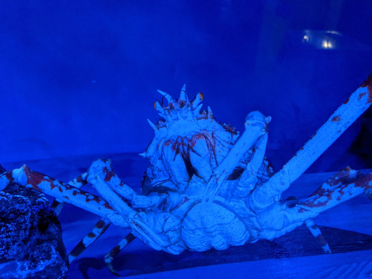 f:id:ranchou:20260120185048j:image