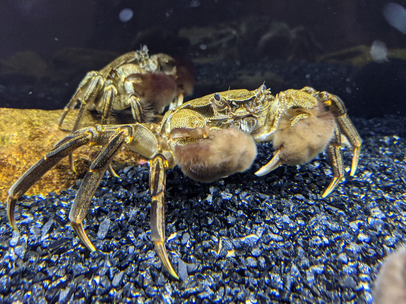 f:id:ranchou:20260120185254j:image