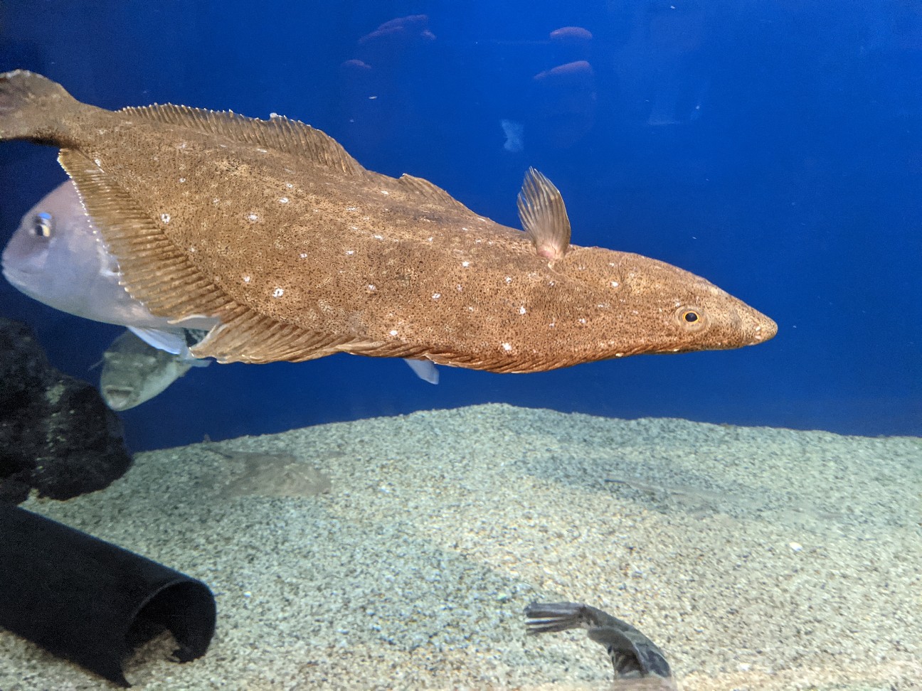 f:id:ranchou:20260121205438j:image