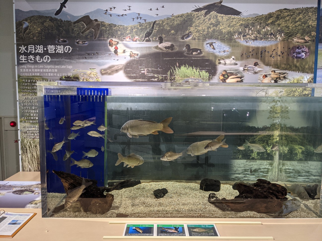 f:id:ranchou:20260121205703j:image