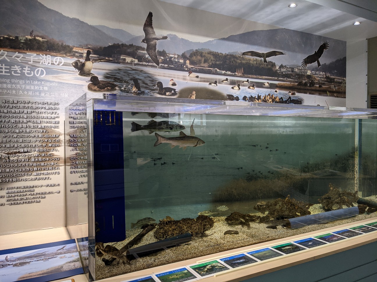 f:id:ranchou:20260121205735j:image