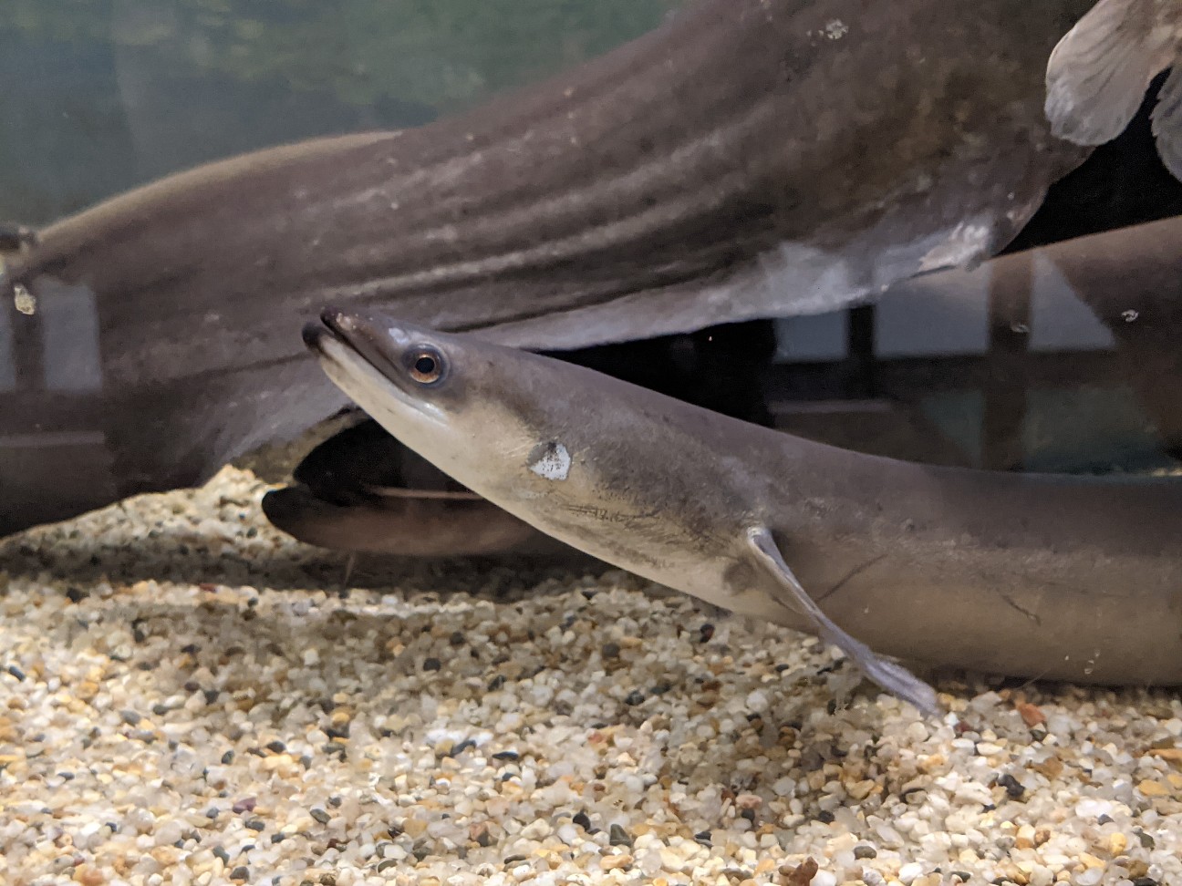 f:id:ranchou:20260121205753j:image