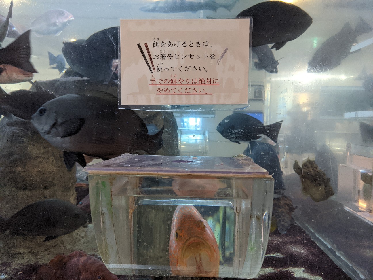 f:id:ranchou:20260121205802j:image