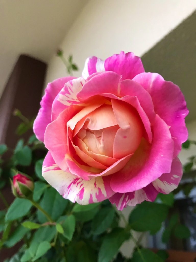 クロードモネのこと 泥濘と薔薇