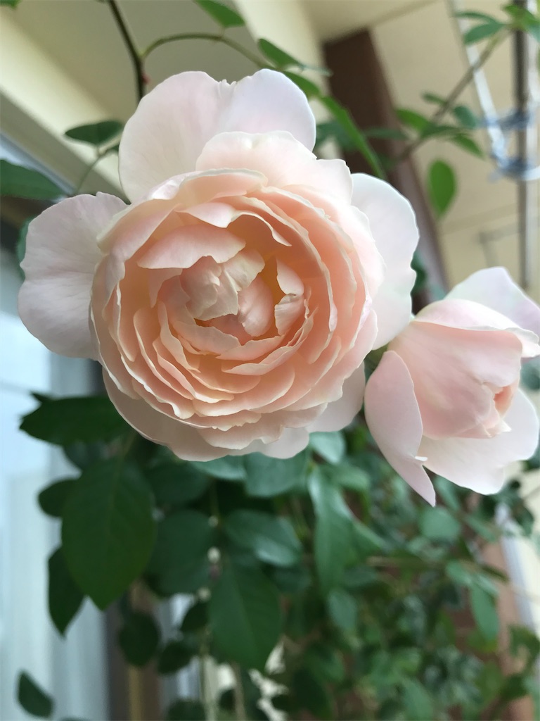 f:id:rancraw:20200319235740j:image